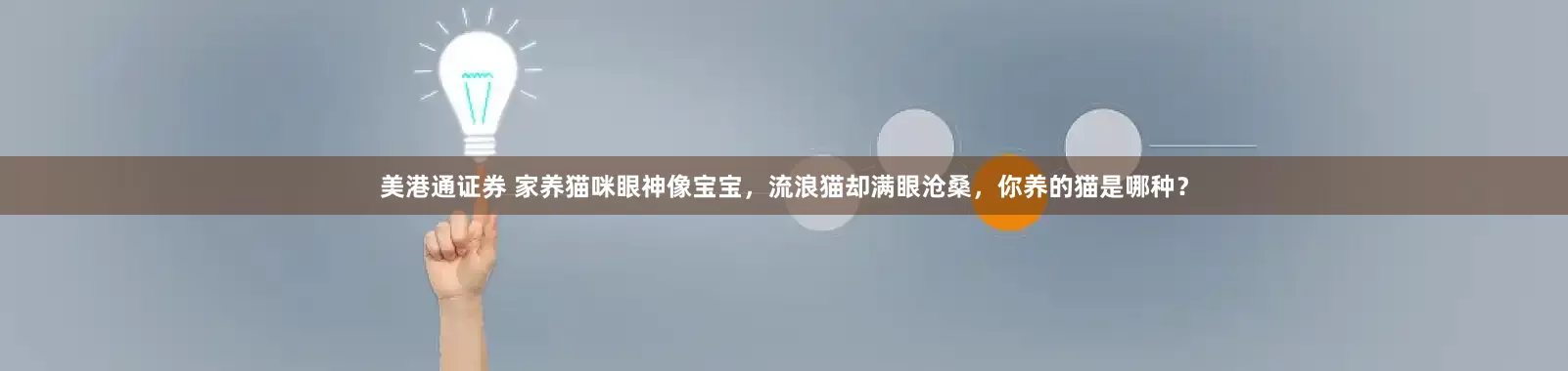 美港通证券 家养猫咪眼神像宝宝，流浪猫却满眼沧桑，你养的猫是哪种？