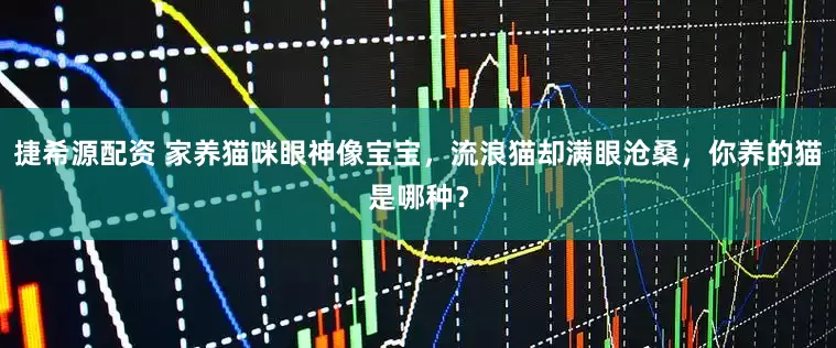 捷希源配资 家养猫咪眼神像宝宝，流浪猫却满眼沧桑，你养的猫是哪种？