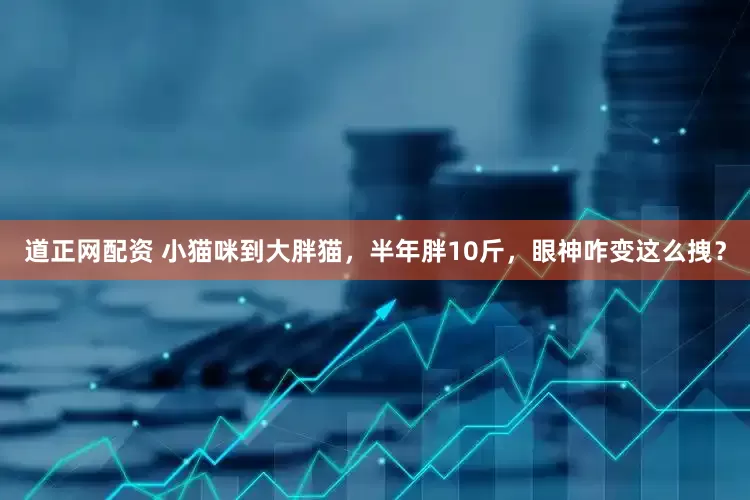 道正网配资 小猫咪到大胖猫，半年胖10斤，眼神咋变这么拽？