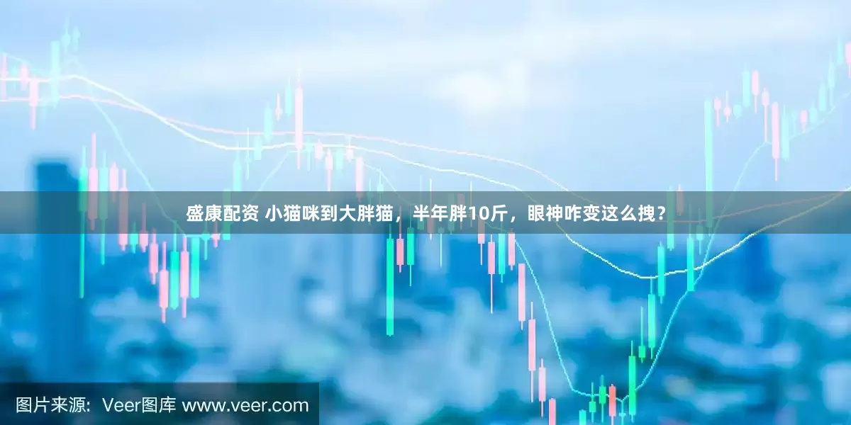 盛康配资 小猫咪到大胖猫，半年胖10斤，眼神咋变这么拽？
