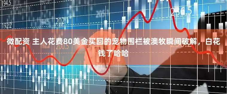微配资 主人花费80美金买回的宠物围栏被澳牧瞬间破解，白花钱了哈哈